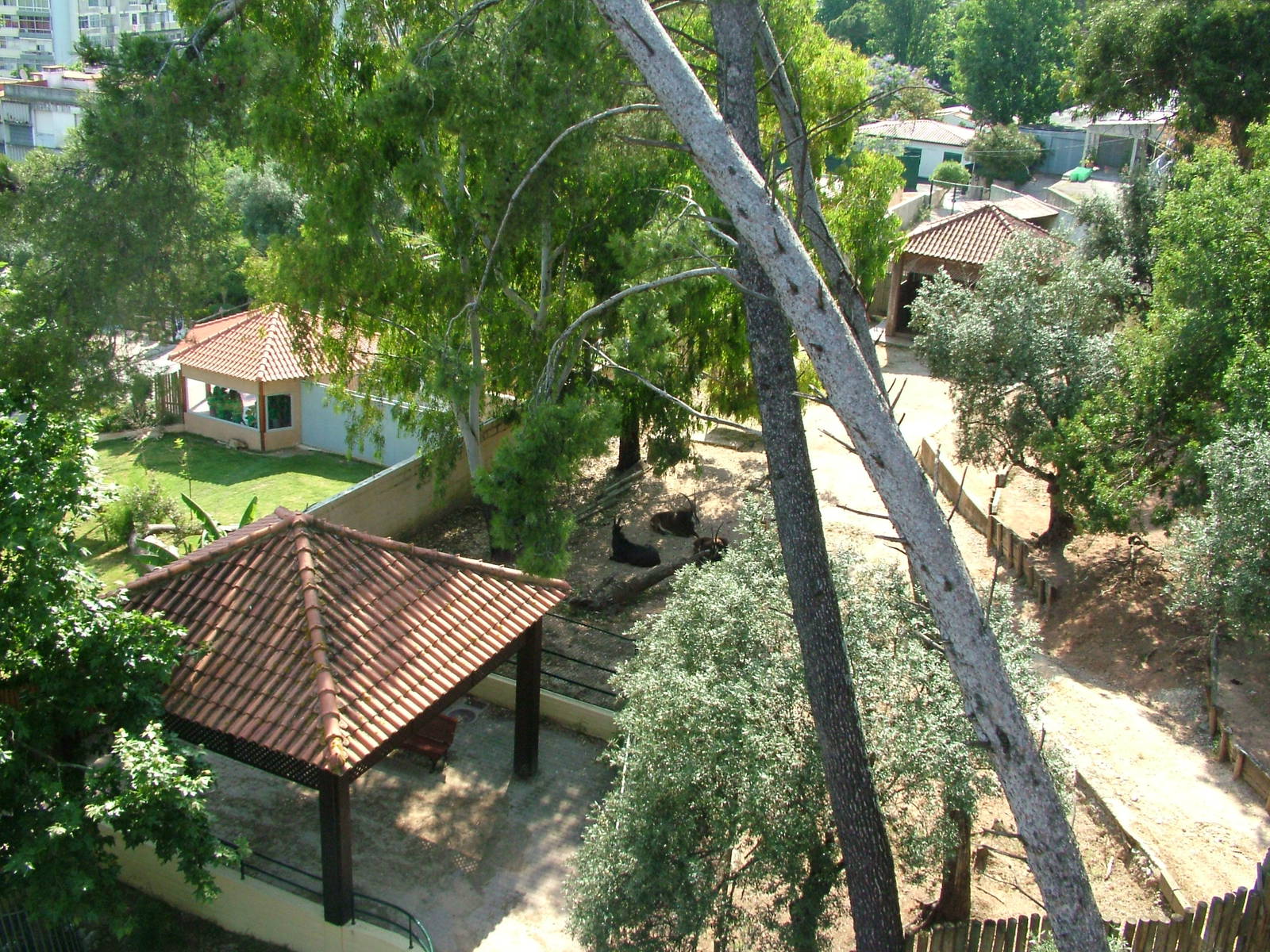 Sable Antelope Paddock at Lisbon Zoo, 24/05/11