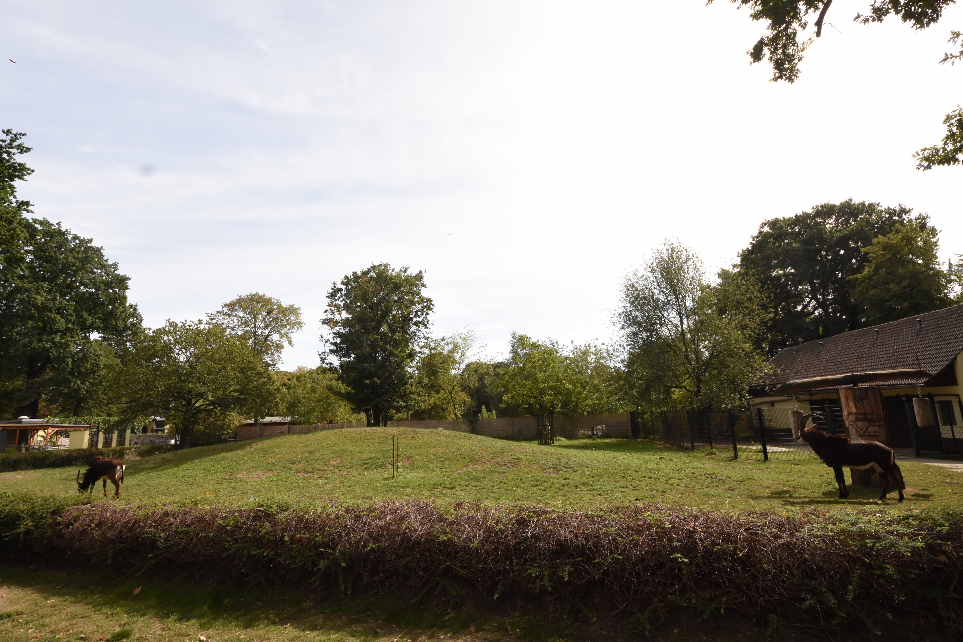 Sable antelope paddock