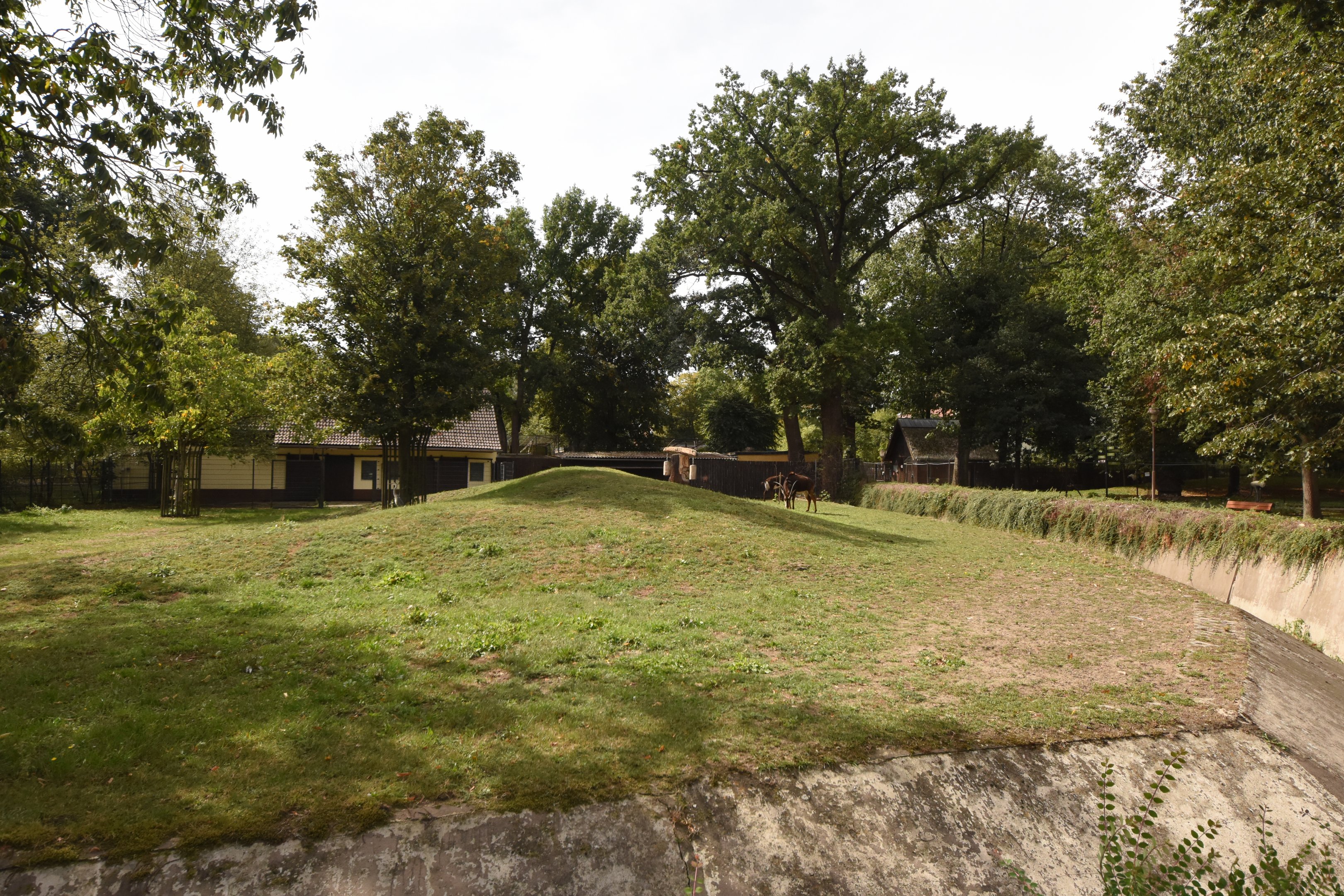 Sable antelope paddock