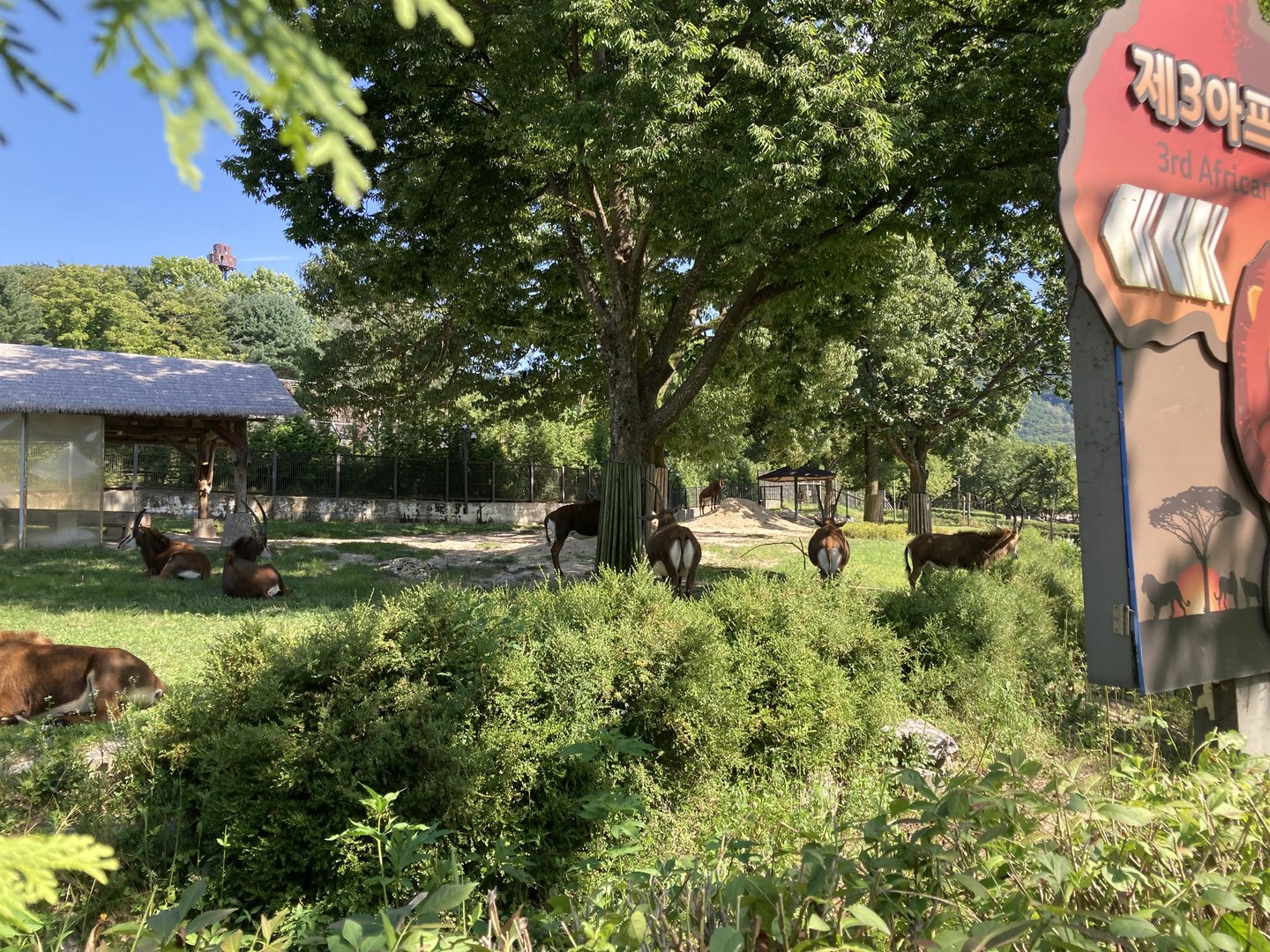 Sable antelope paddock