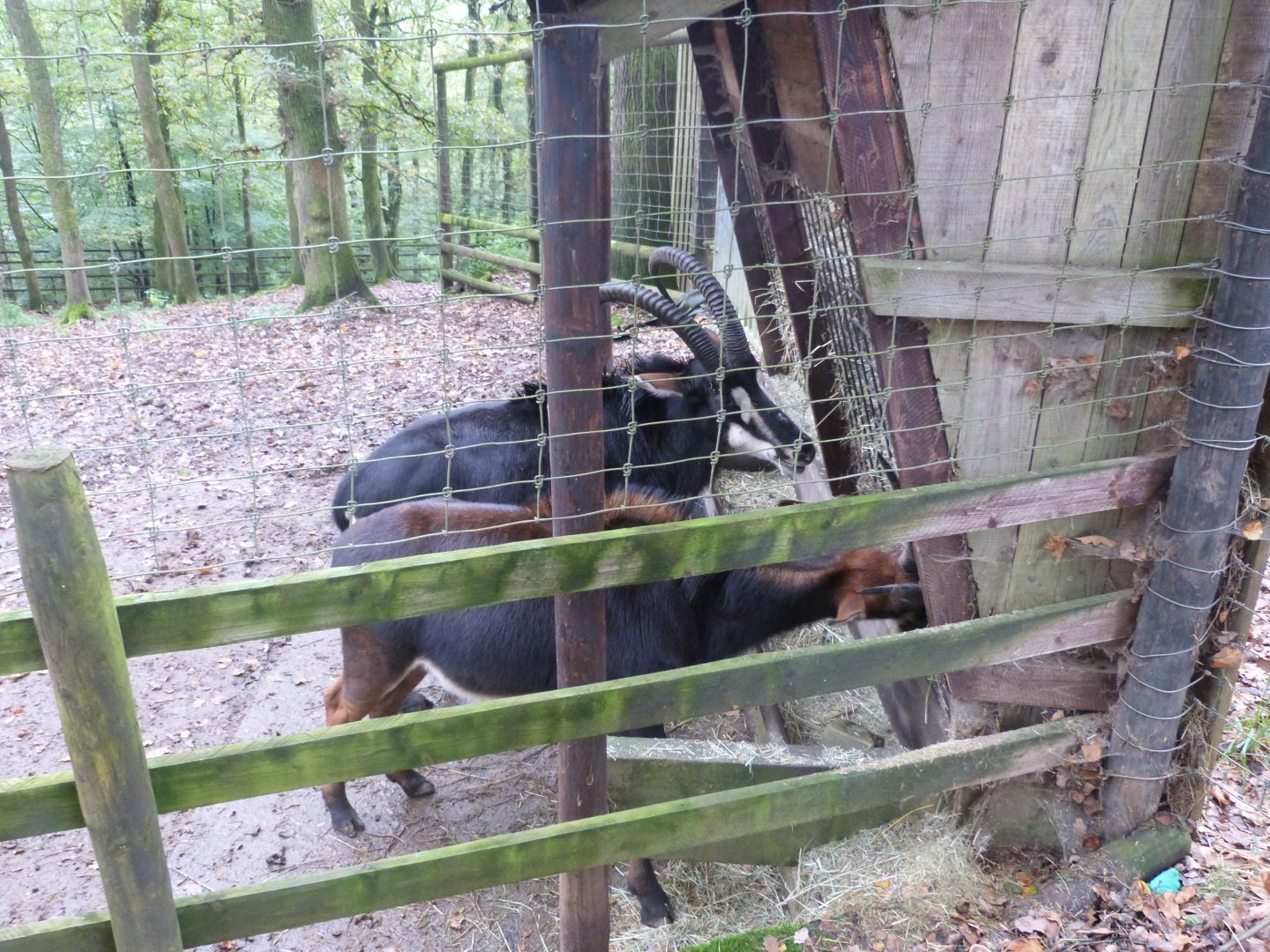 Sable antelope - Parc animalier de Bouillon