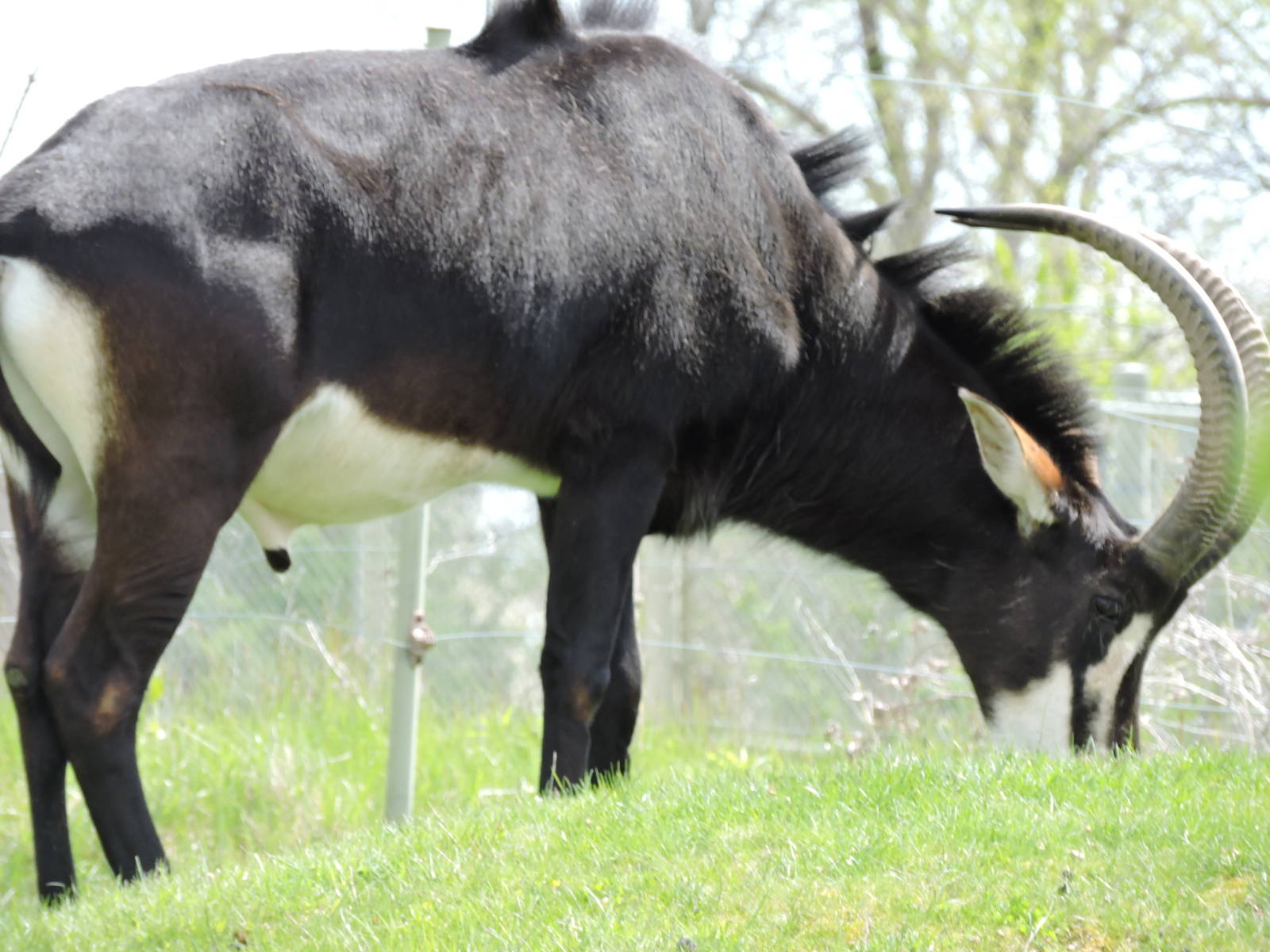 Sable Antelope - Puff Daddy