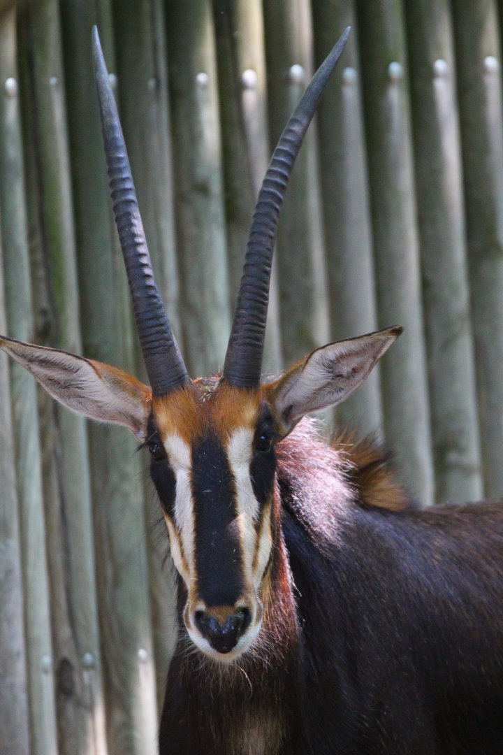 Sable Antelope- September 2024
