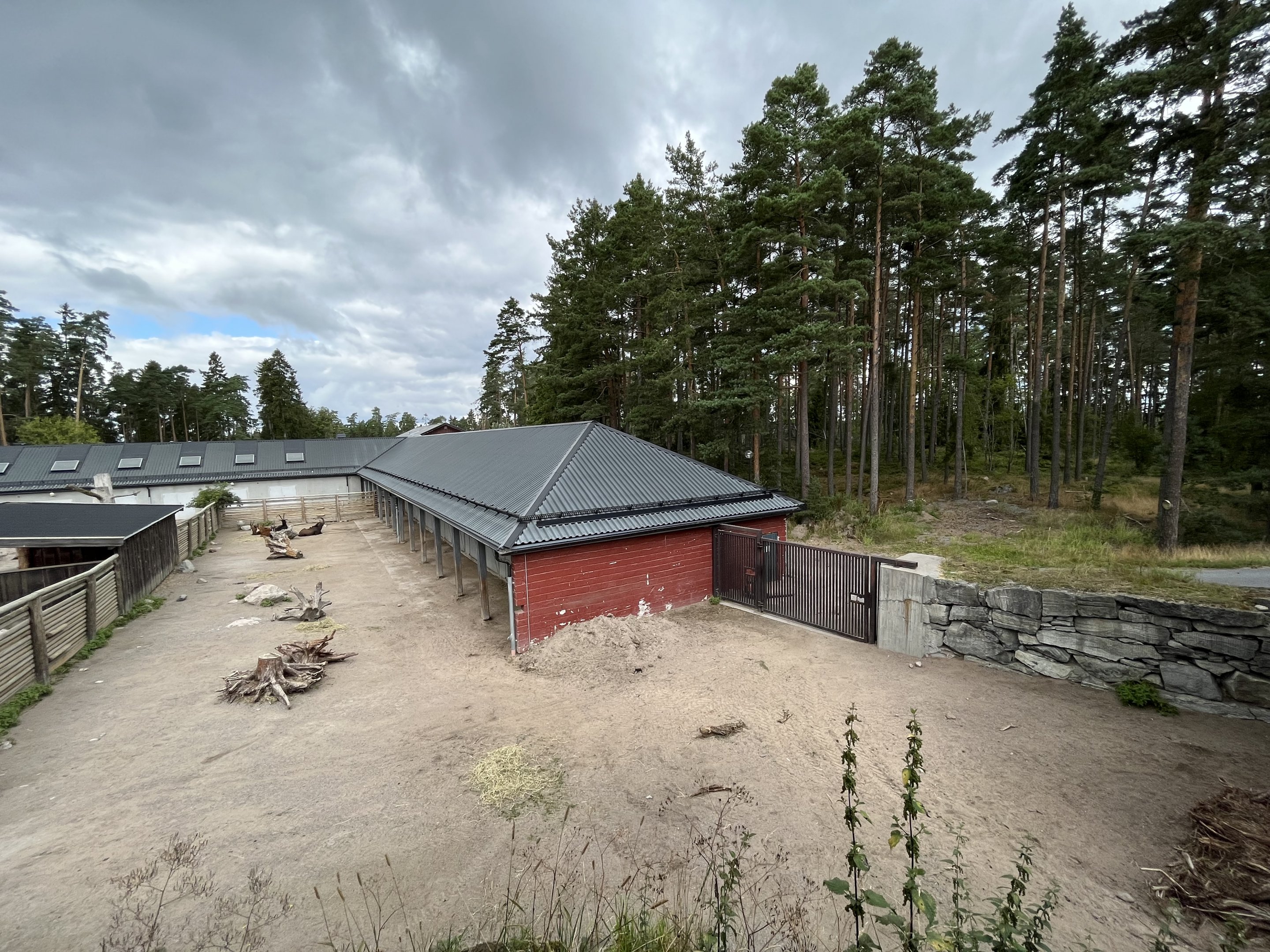 Sable Antelope - side yard