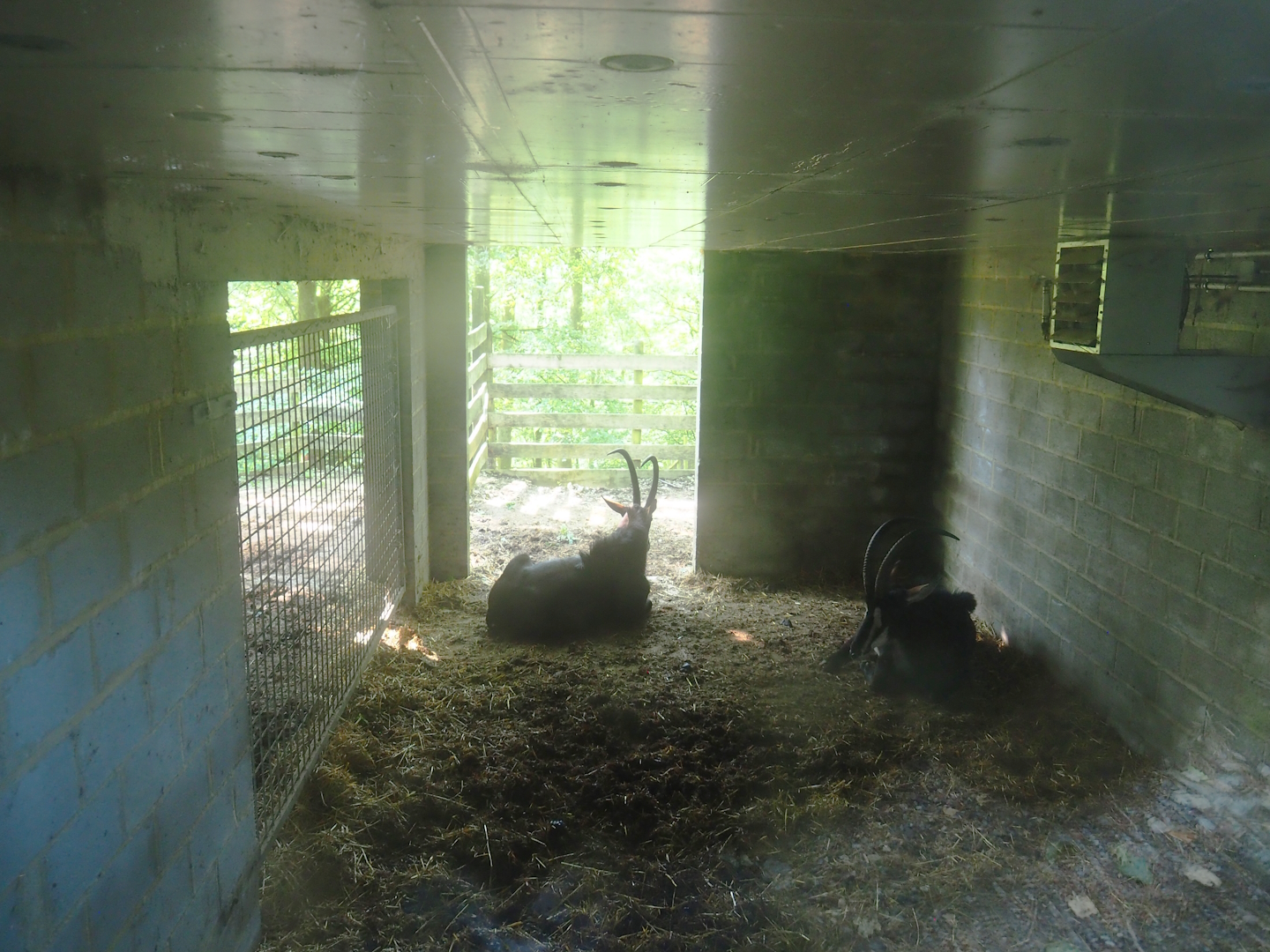 Sable antelope stall, 2023-06-24