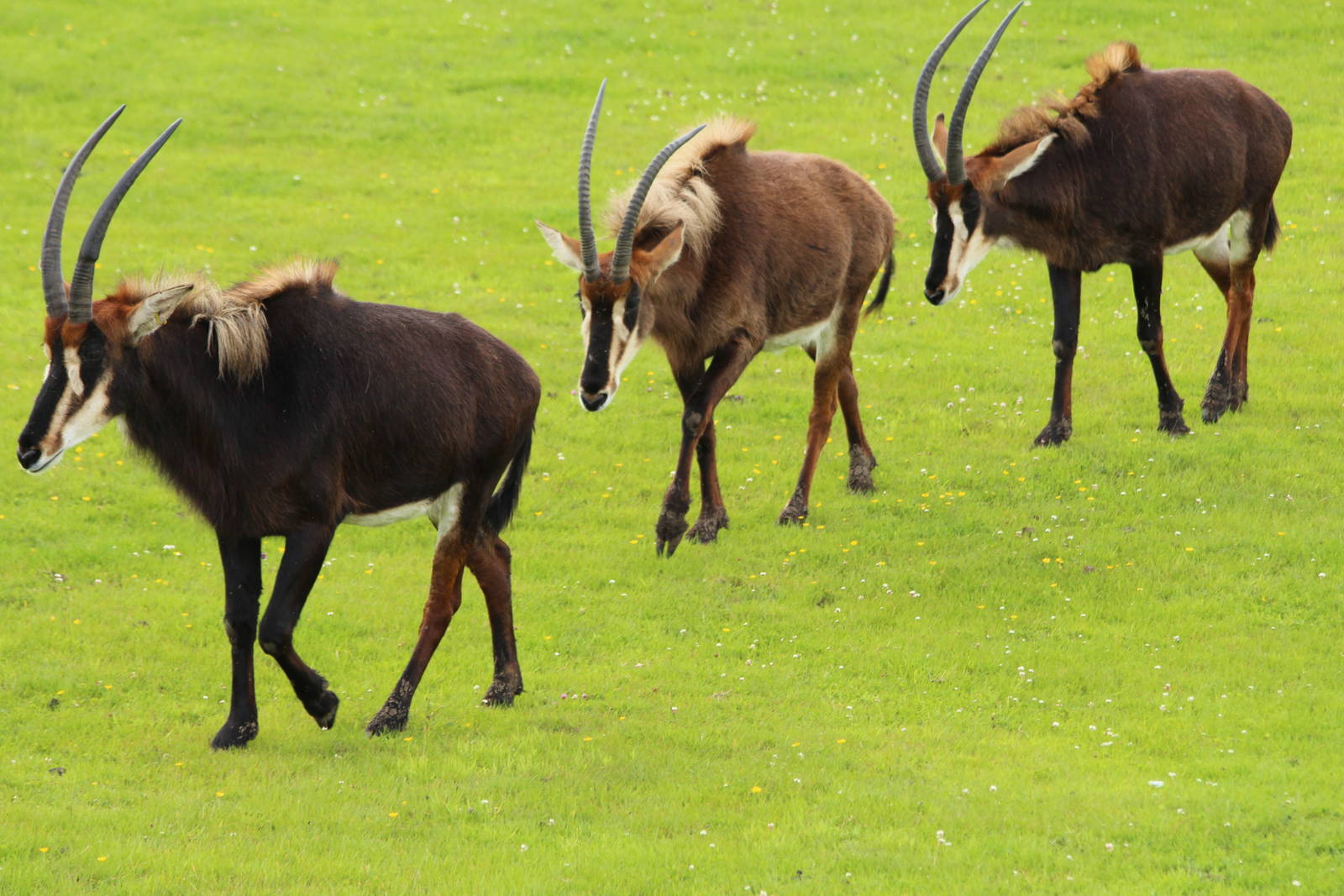 Sable Antelope walking as a herd