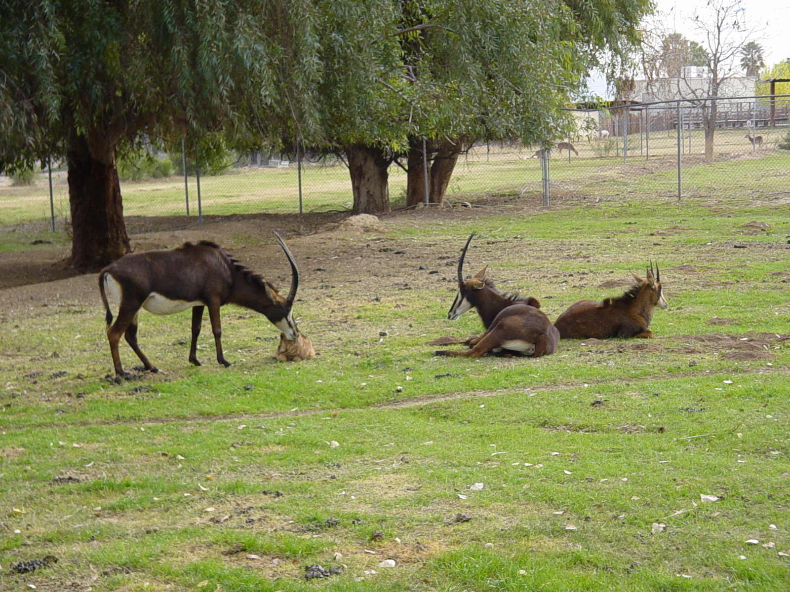 Sable Antelope - Wildlife World Zoo