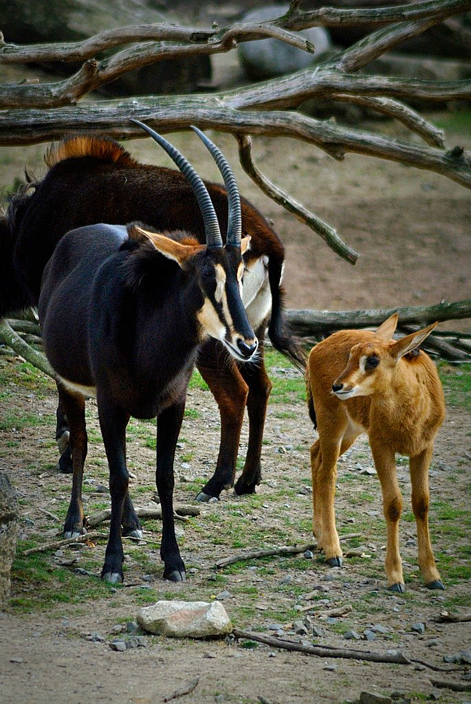 Sable antelope with offspring