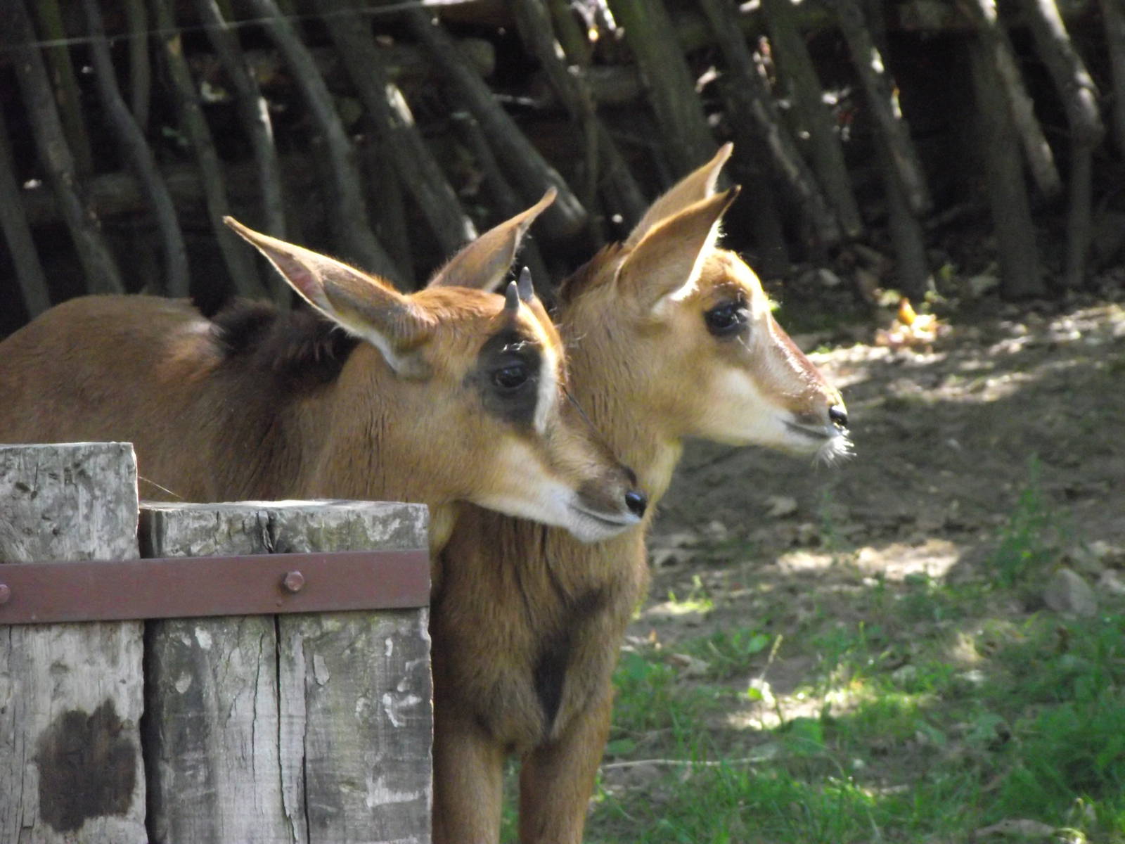 sable antelope young 140911