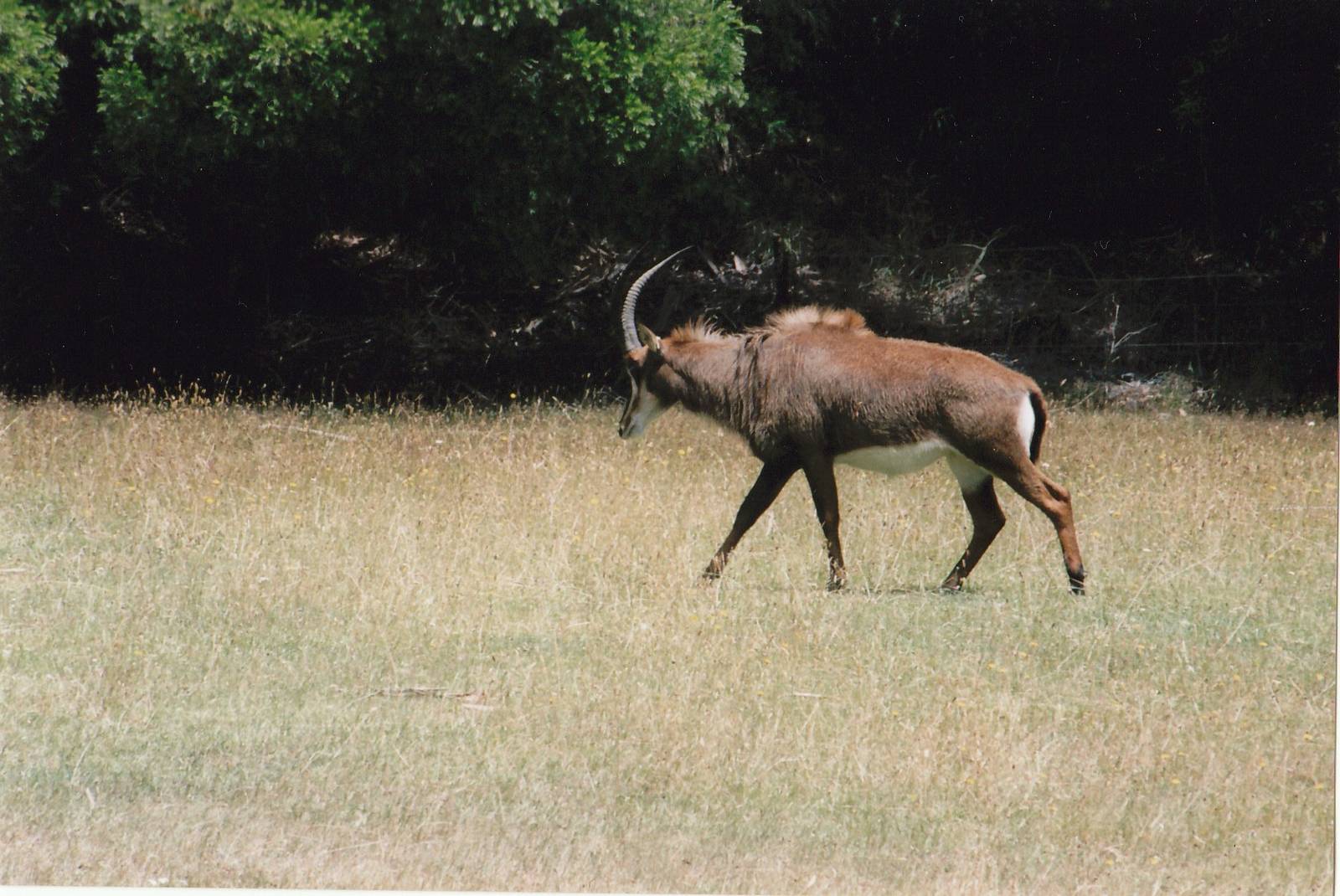 sable antelope