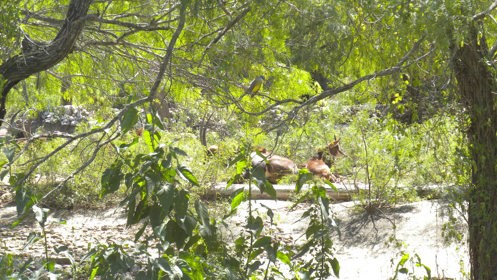 Sable Antelope