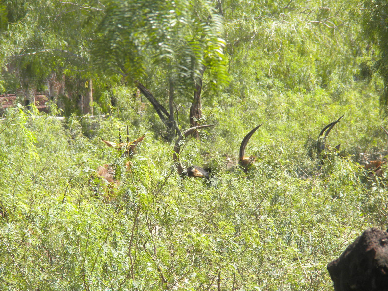 Sable Antelope