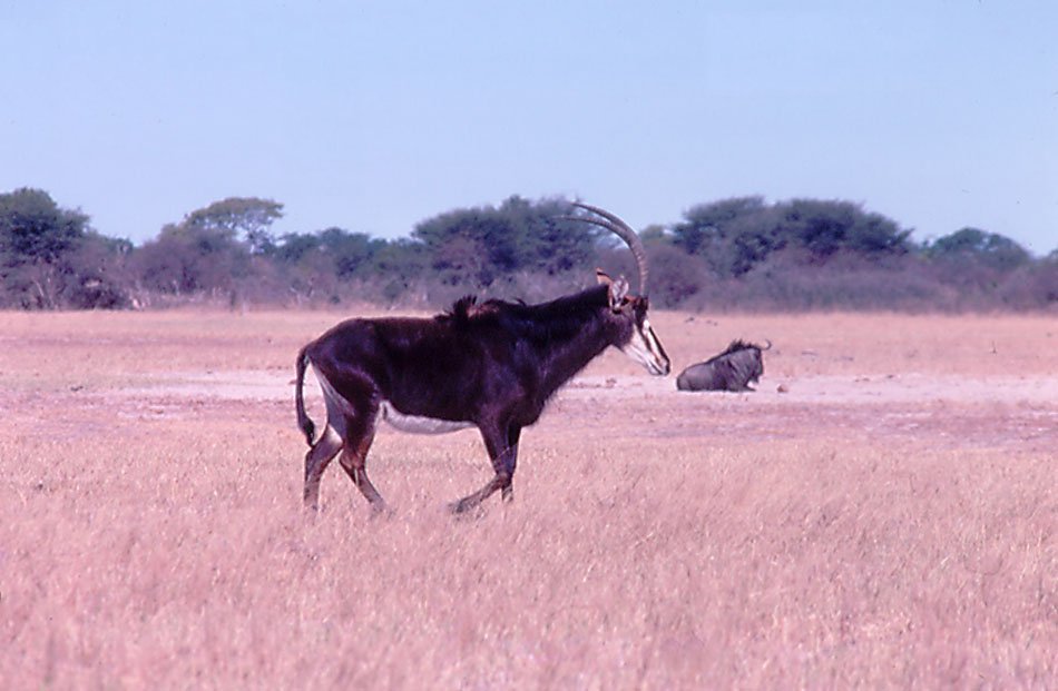 Sable Antelope