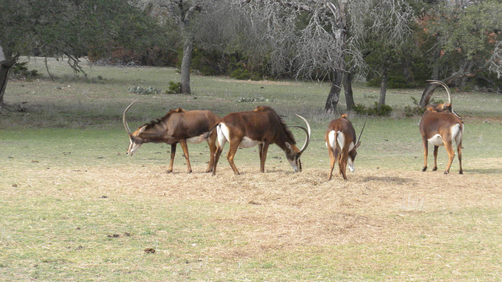 Sable Antelope