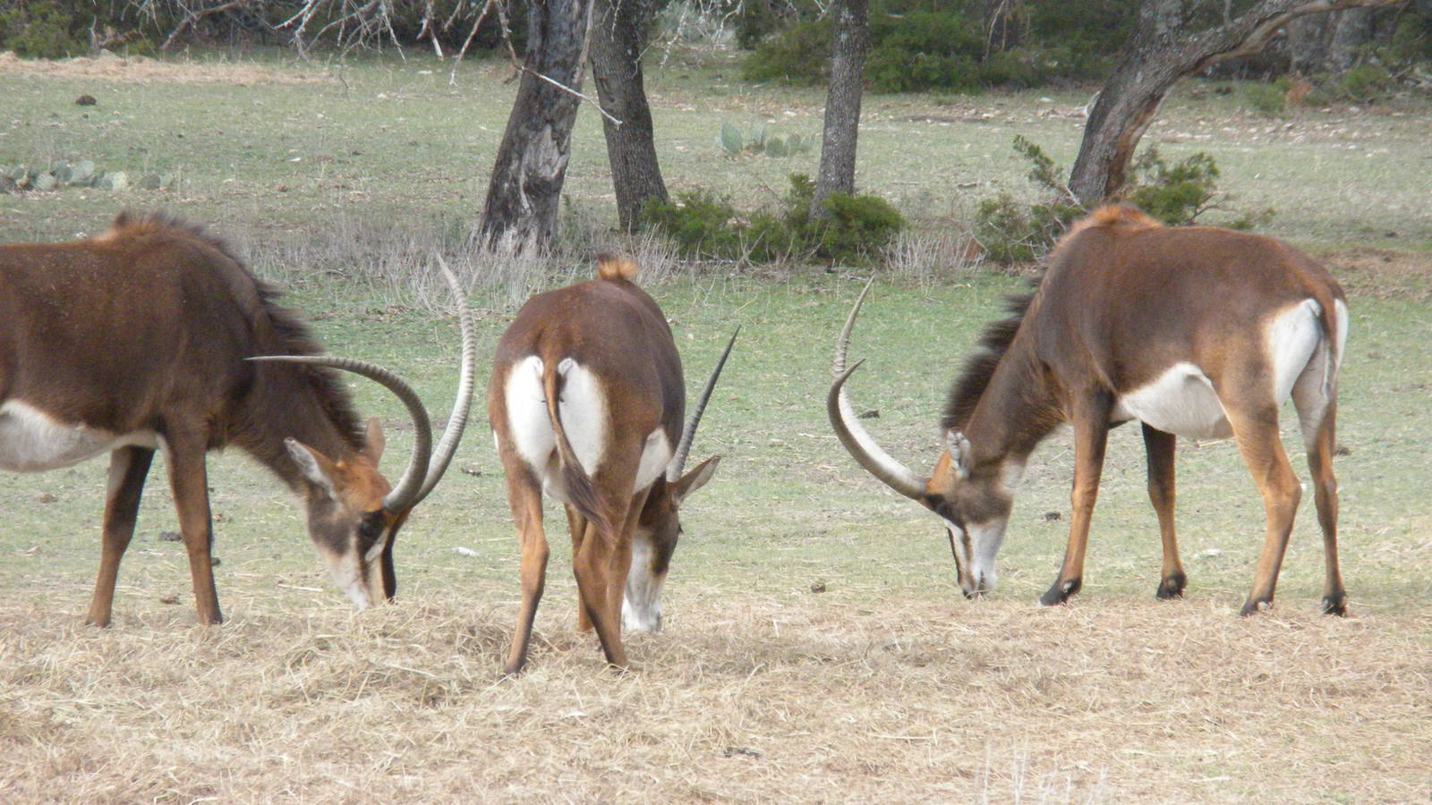 Sable Antelope