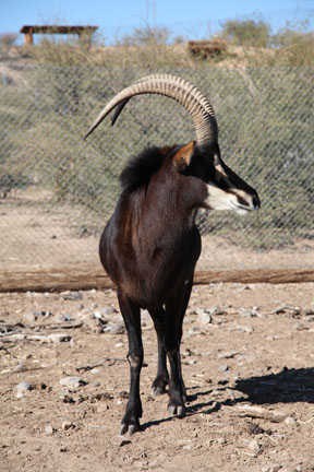 sable antelope