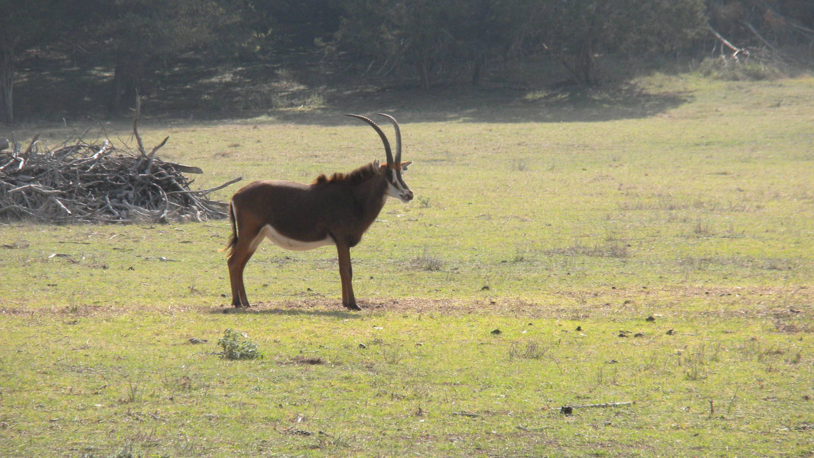 Sable Antelope