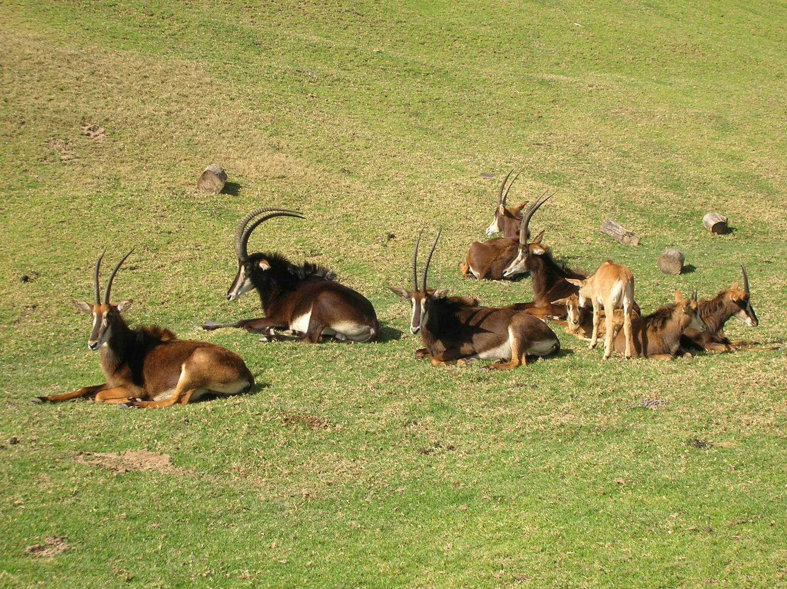 Sable Antelope