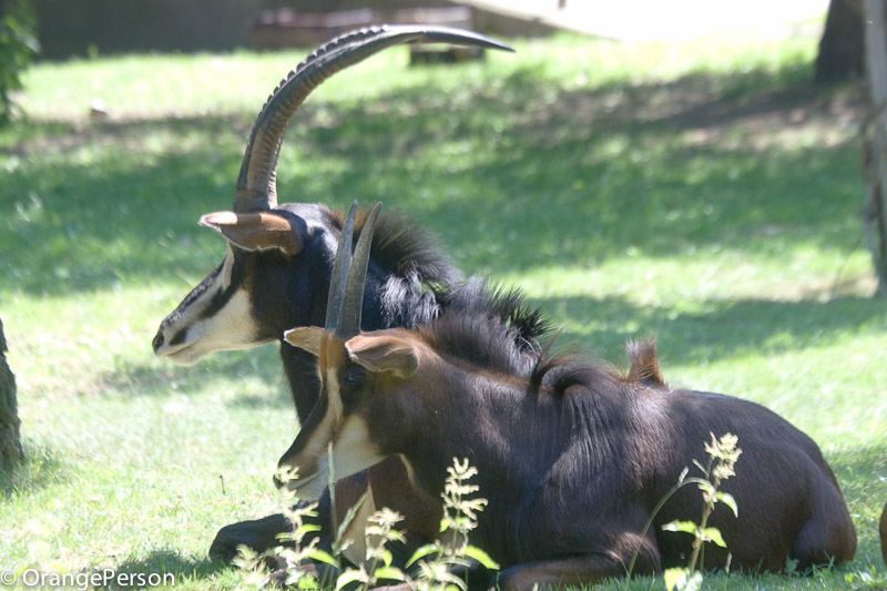 Sable antelope