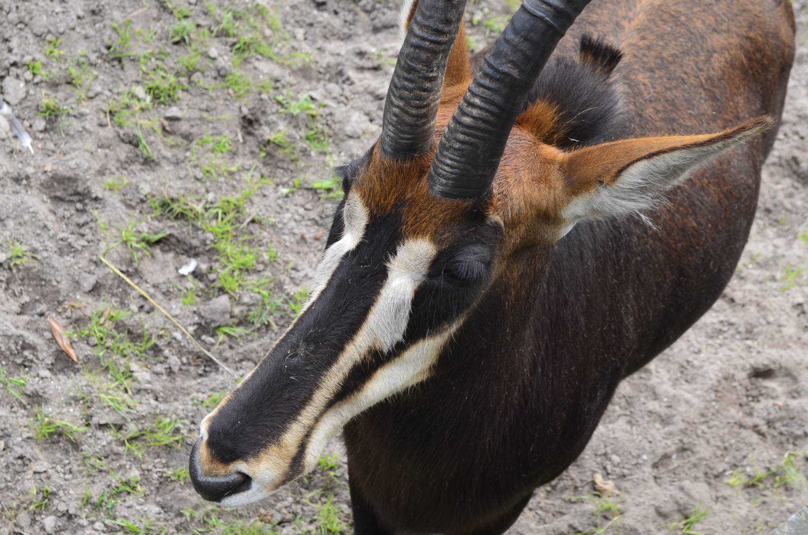 Sable Antelope
