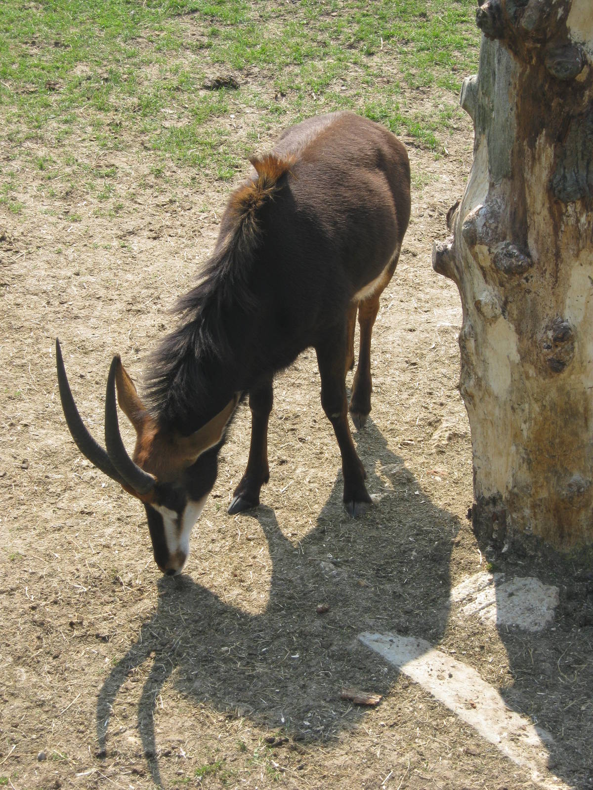 Sable Antelope