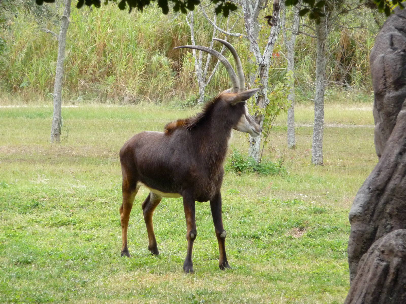 Sable Antelope