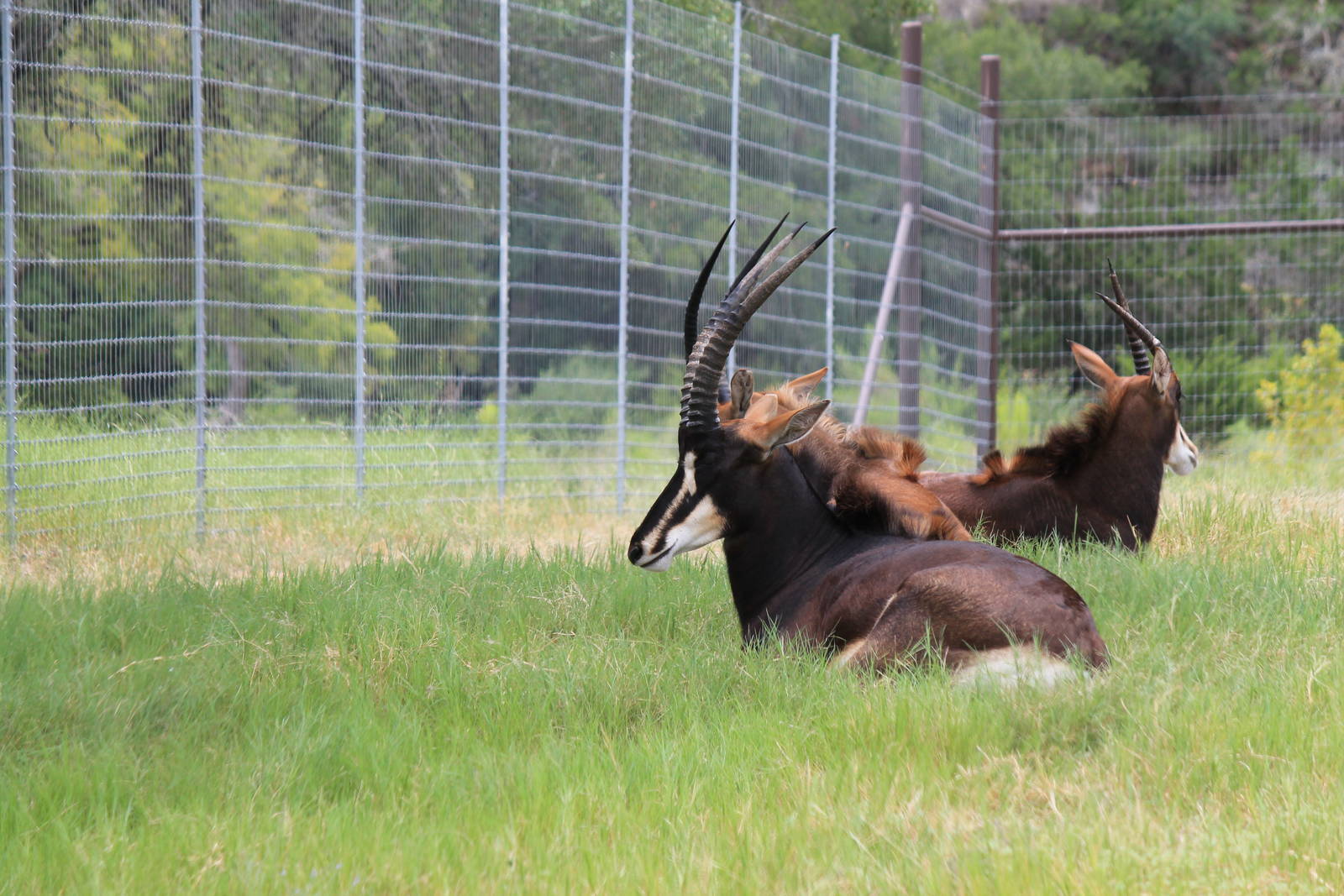 Sable Antelope