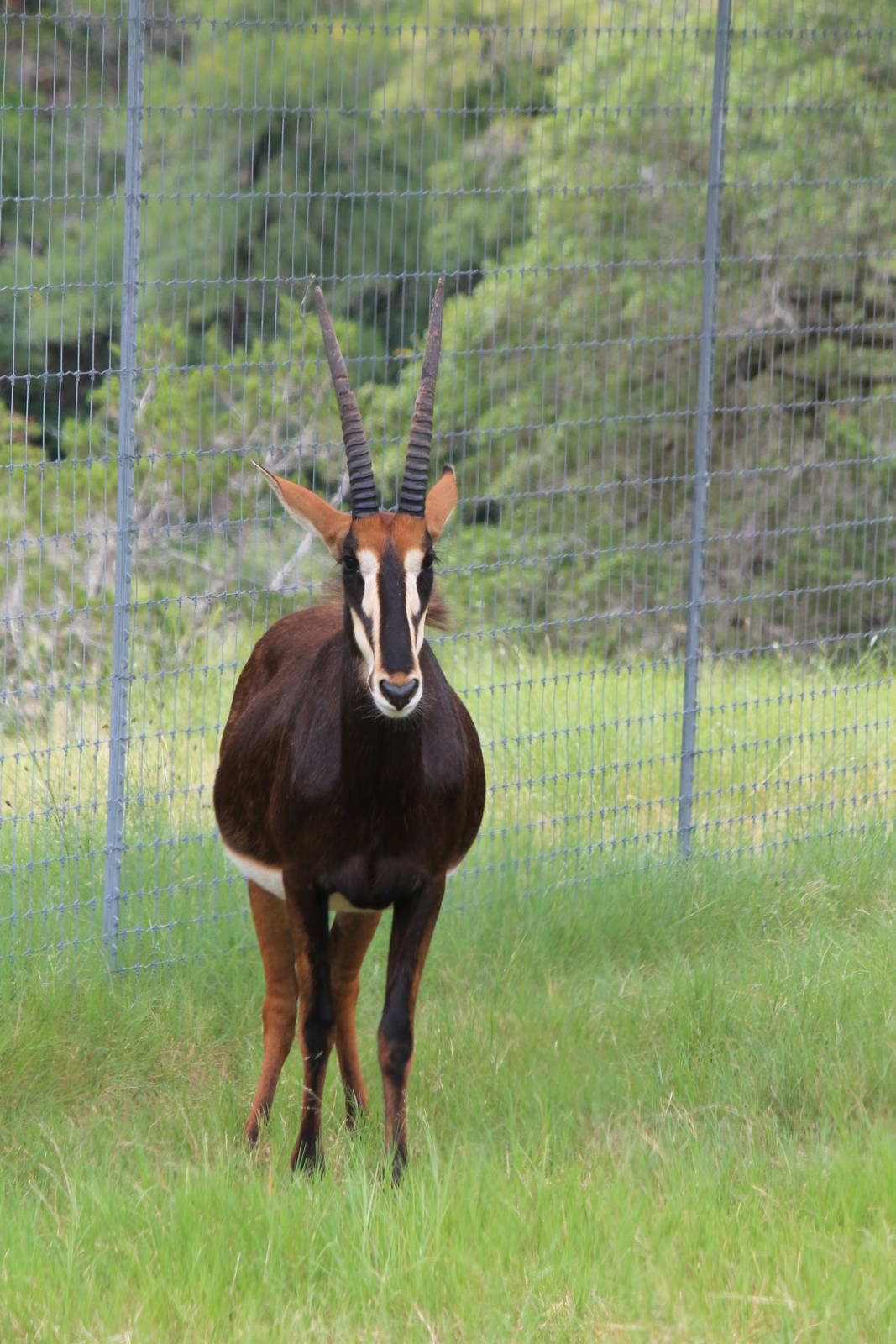 Sable Antelope