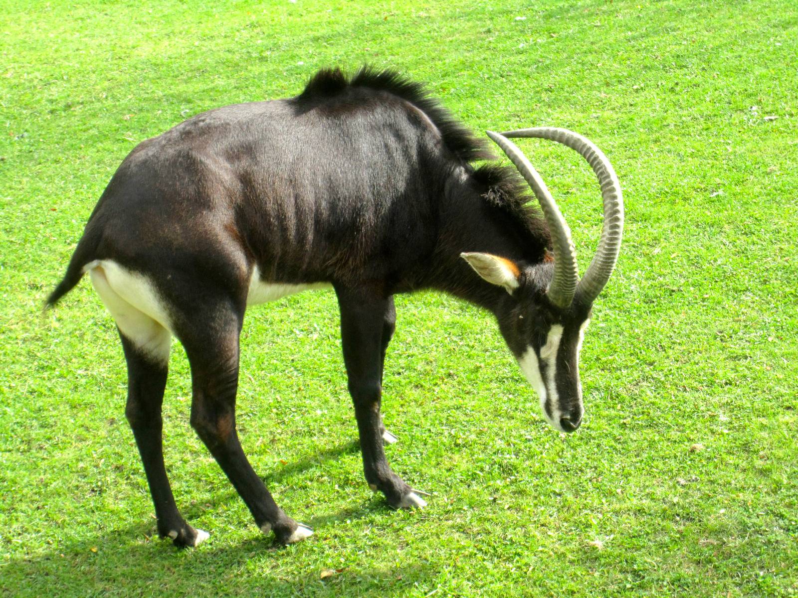 Sable Antelope