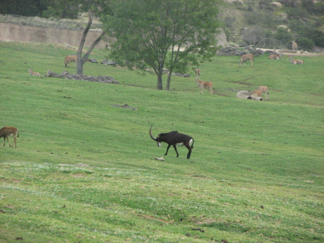 Sable Antelope