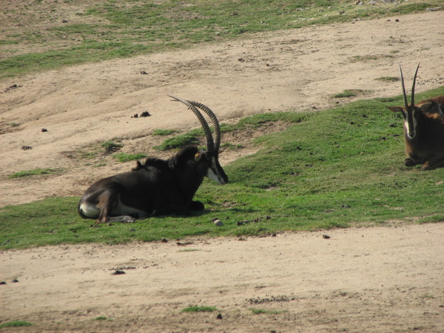 Sable antelope