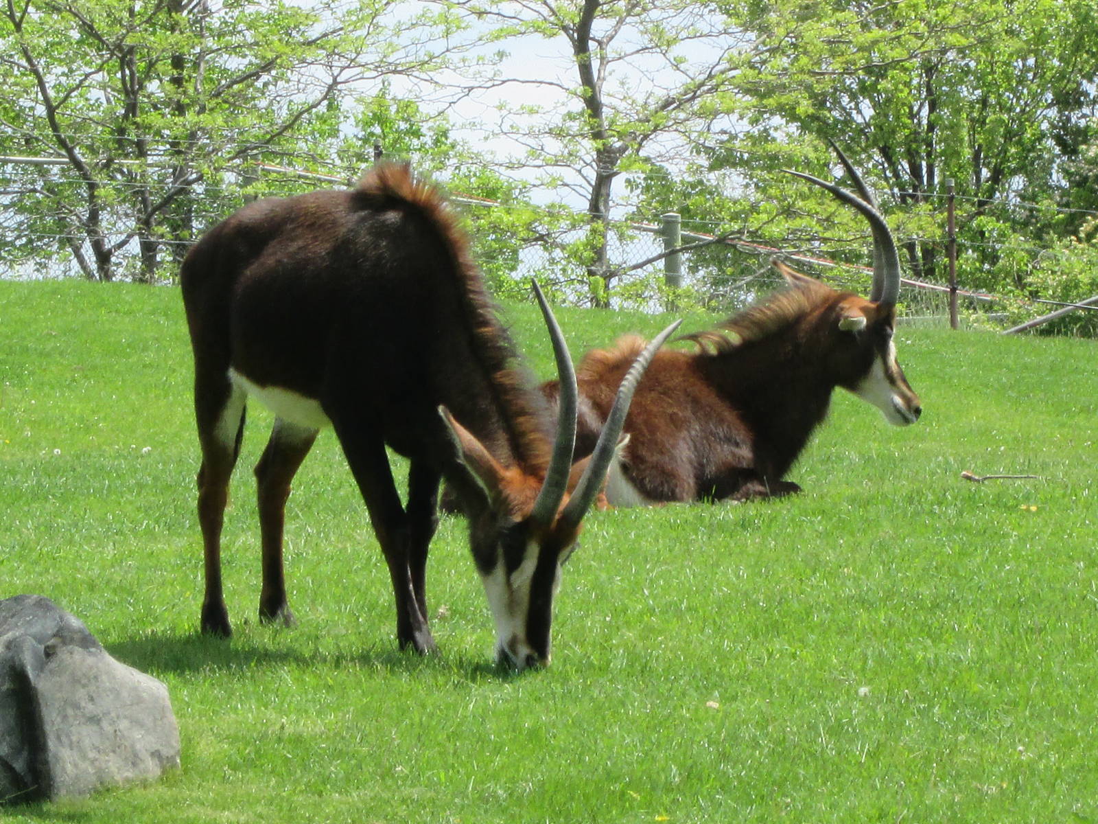 Sable Antelope