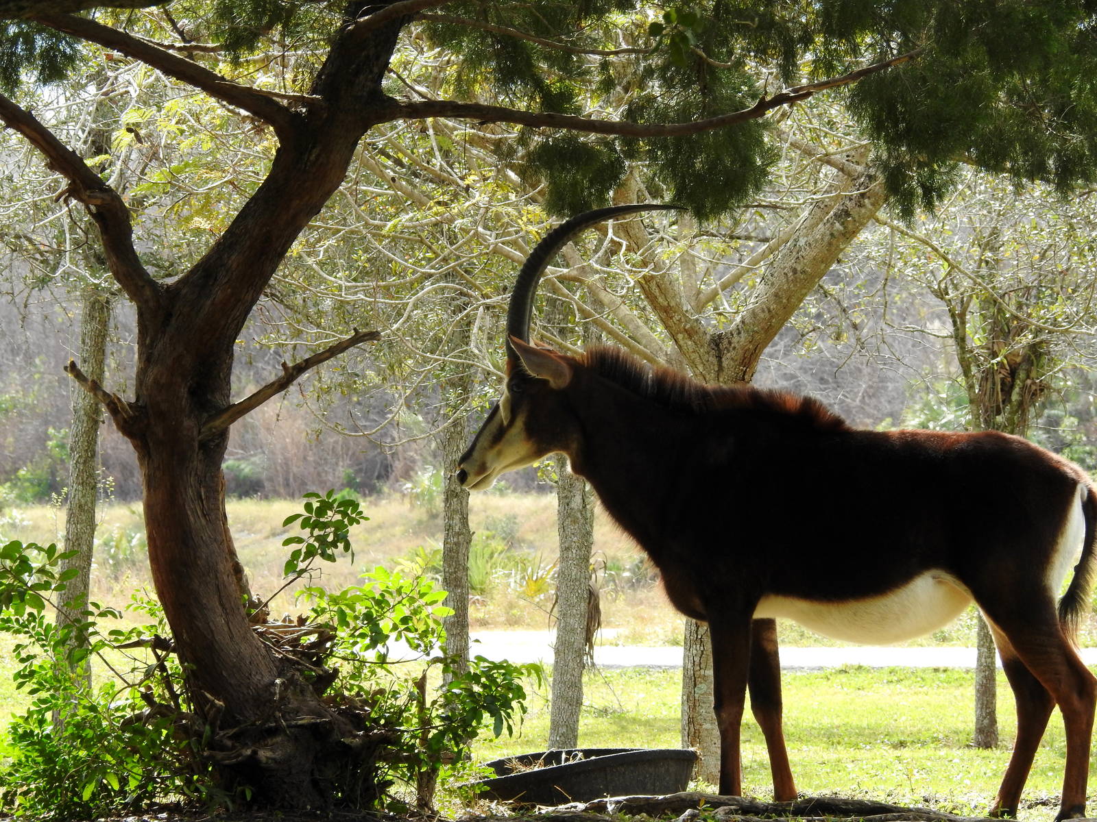 Sable Antelope
