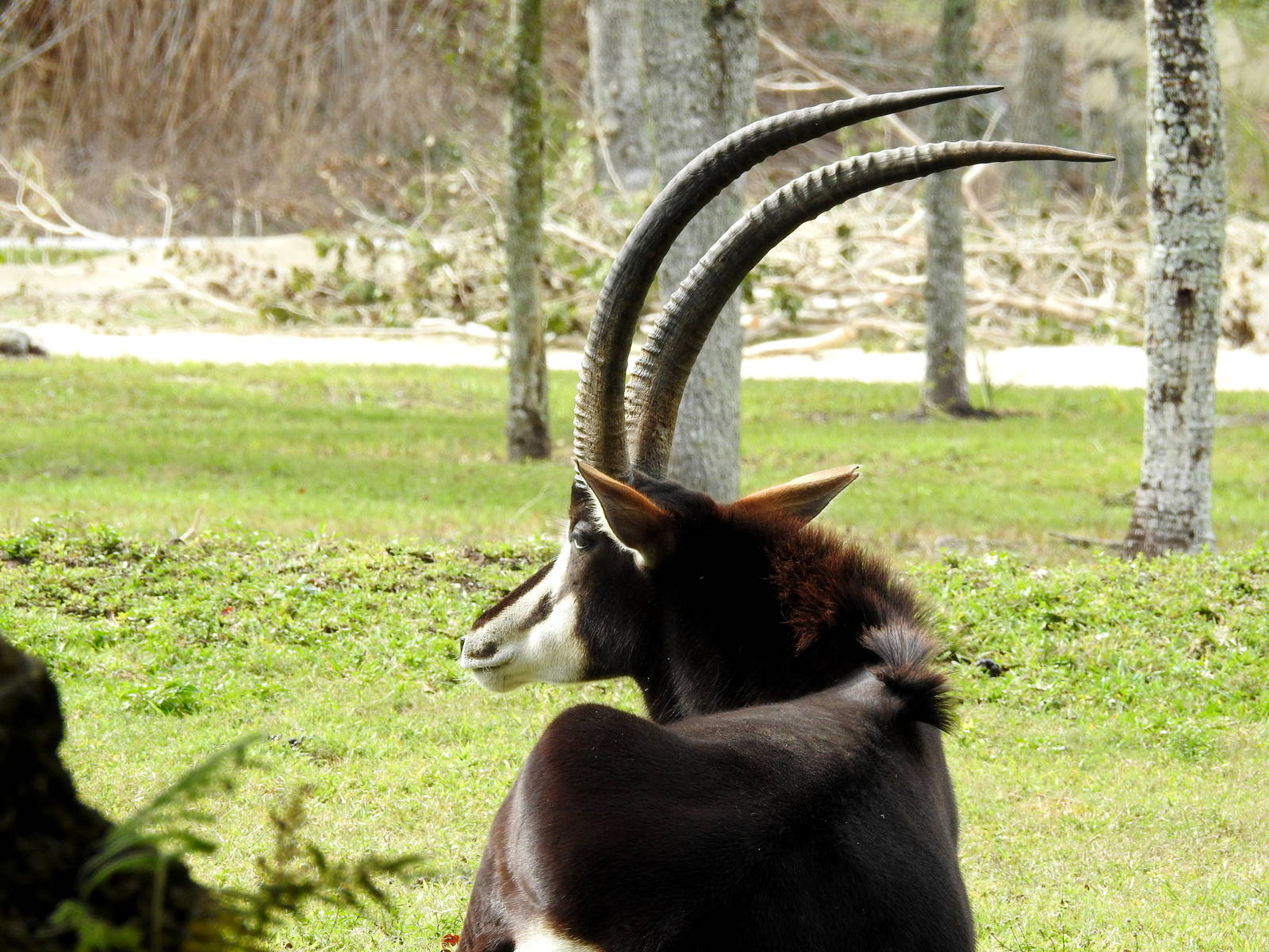 Sable Antelope