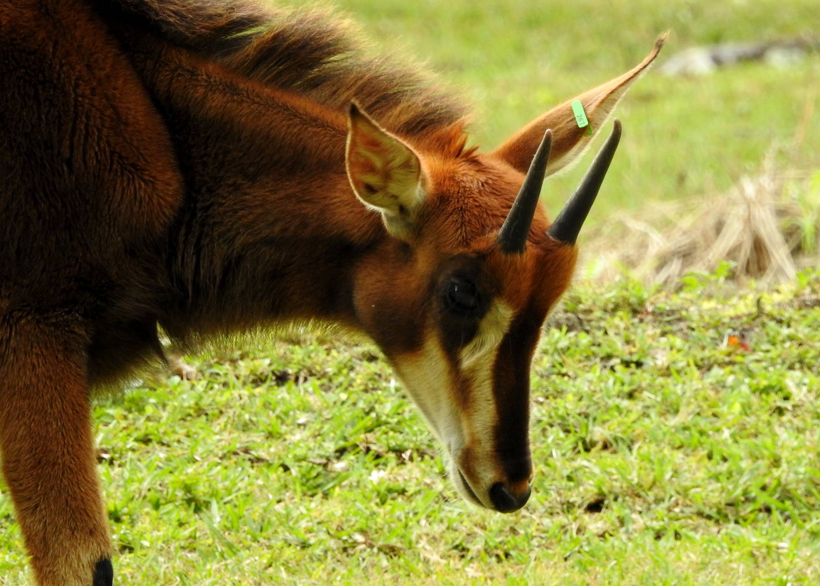 Sable Antelope