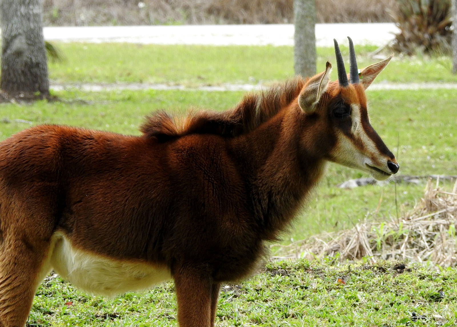 Sable Antelope