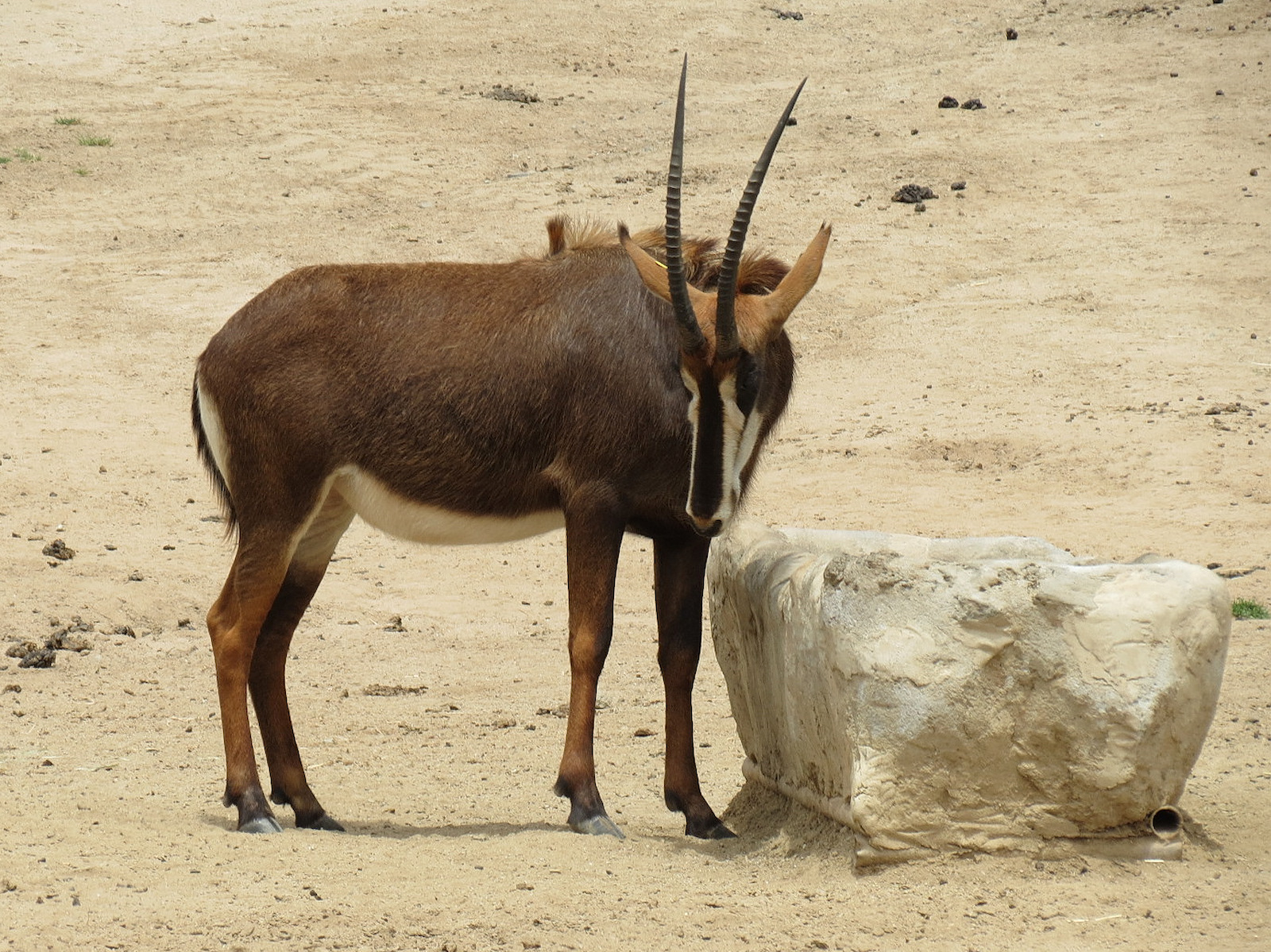 Sable Antelope