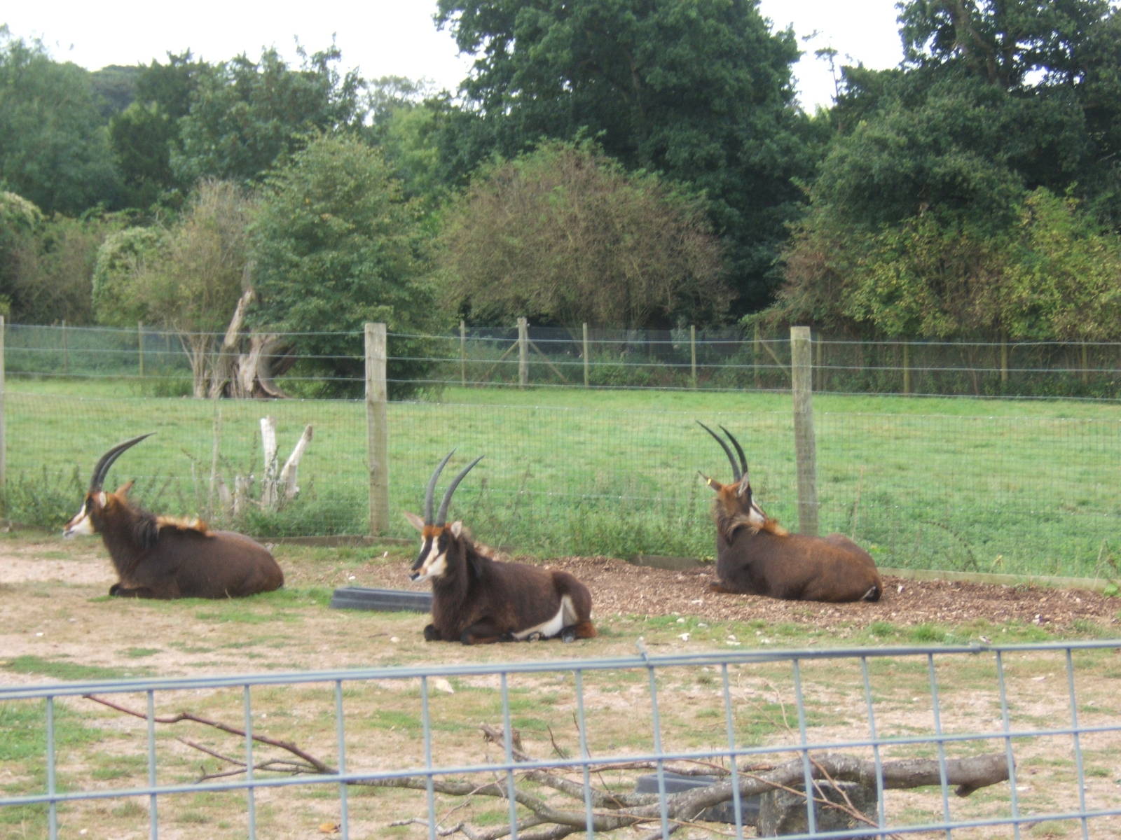Sable Antelope