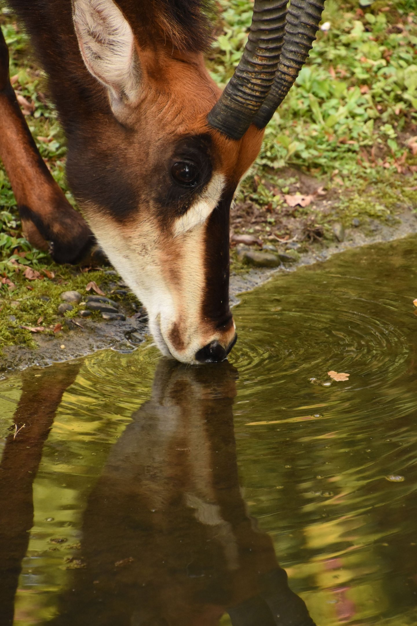 Sable antelope