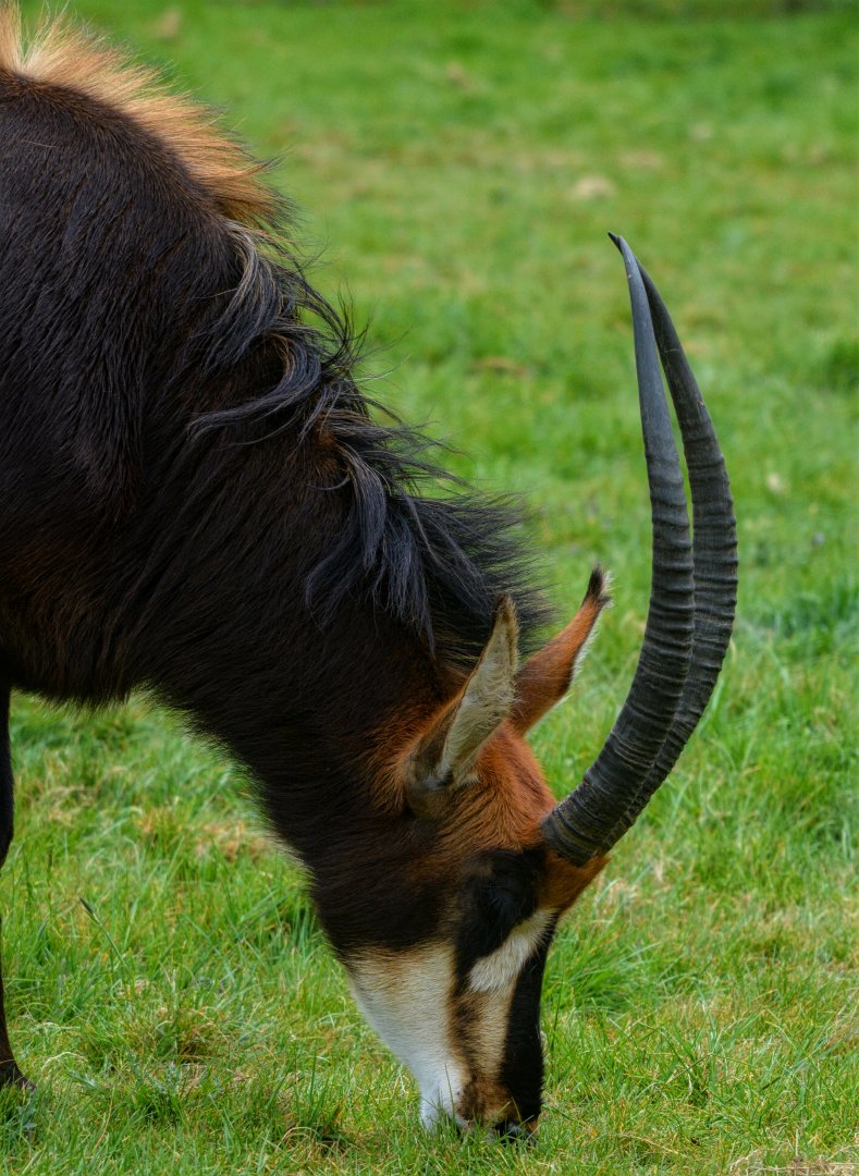 Sable Antelope