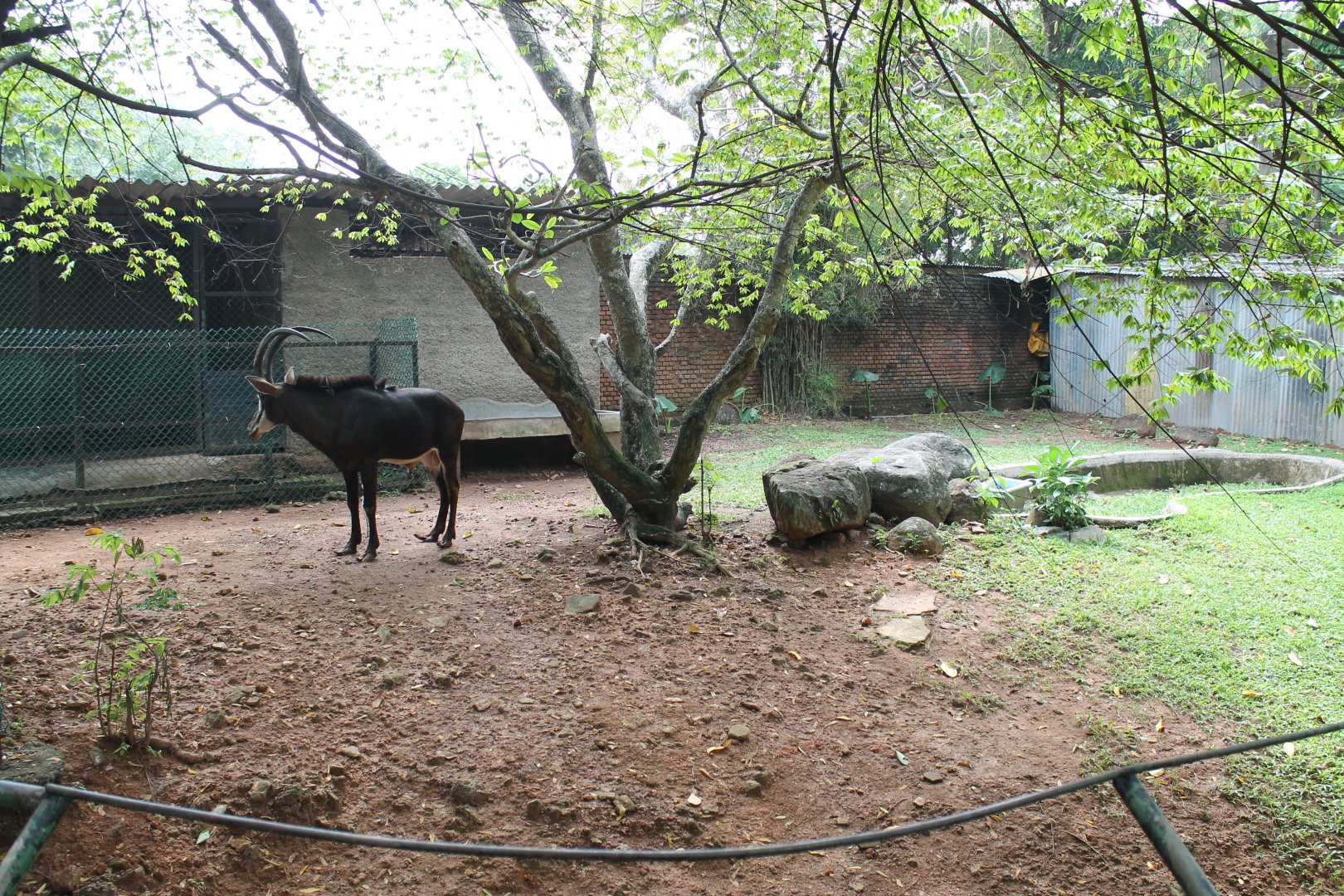 Sable Antelope