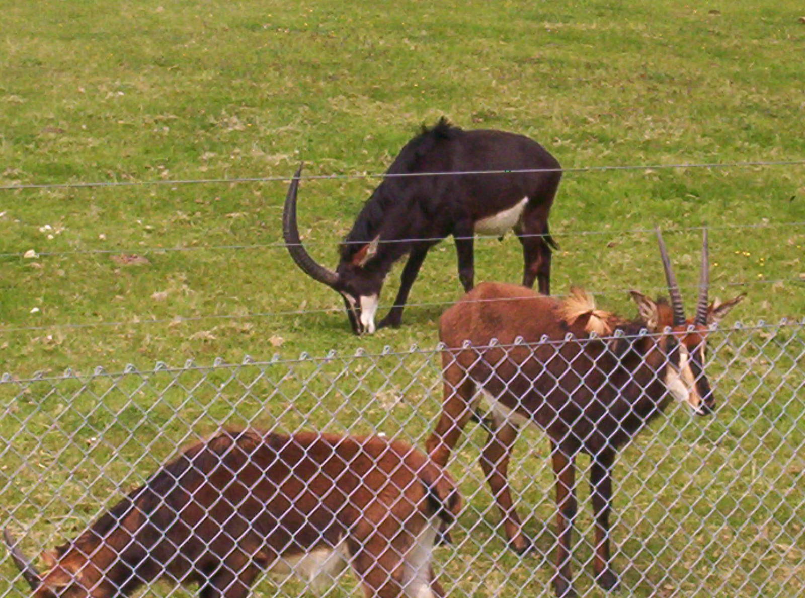 Sable antelope