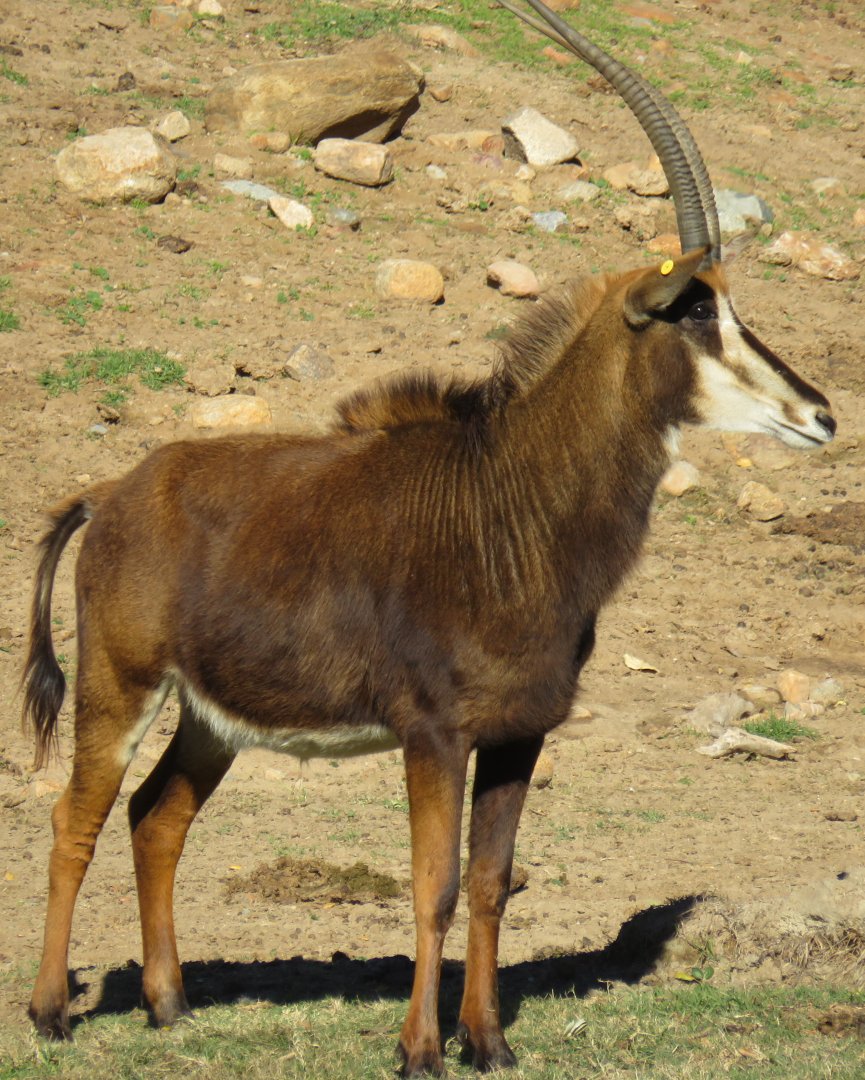Sable antelope
