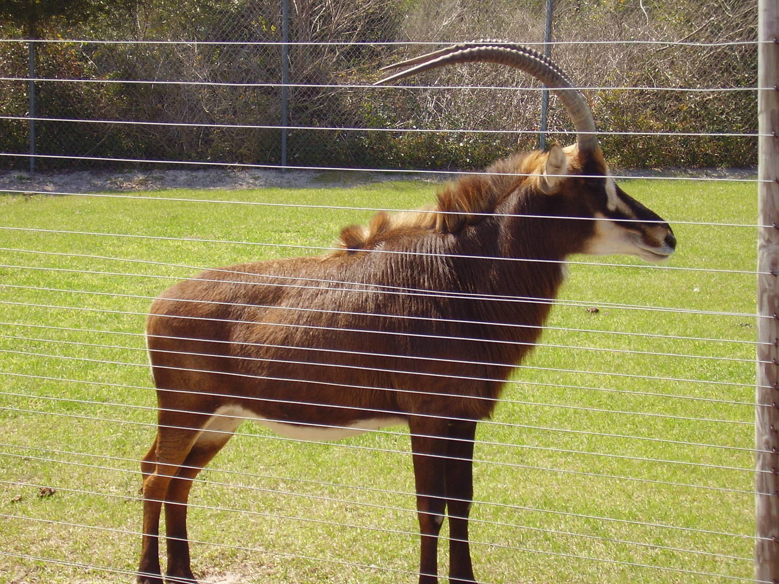 Sable Antelope