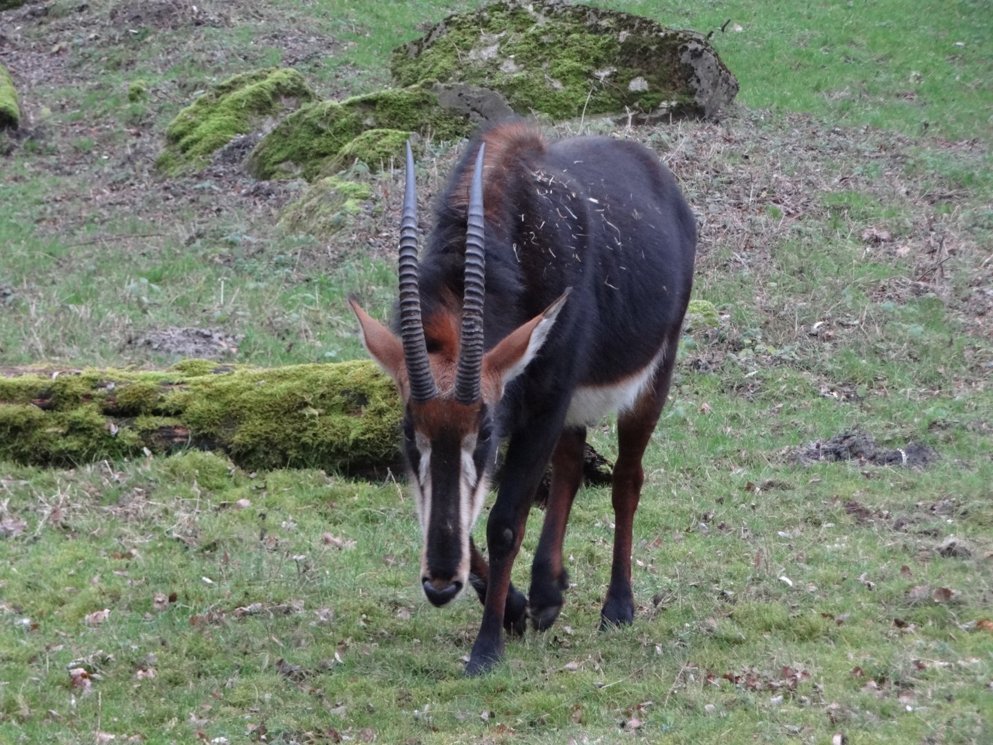 Sable Antelope