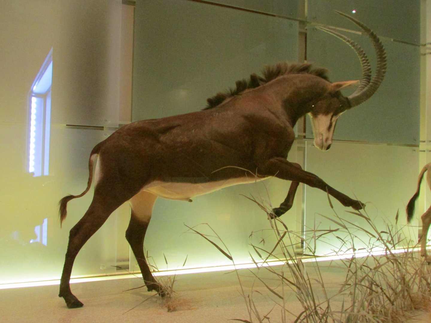 Sable Antelope