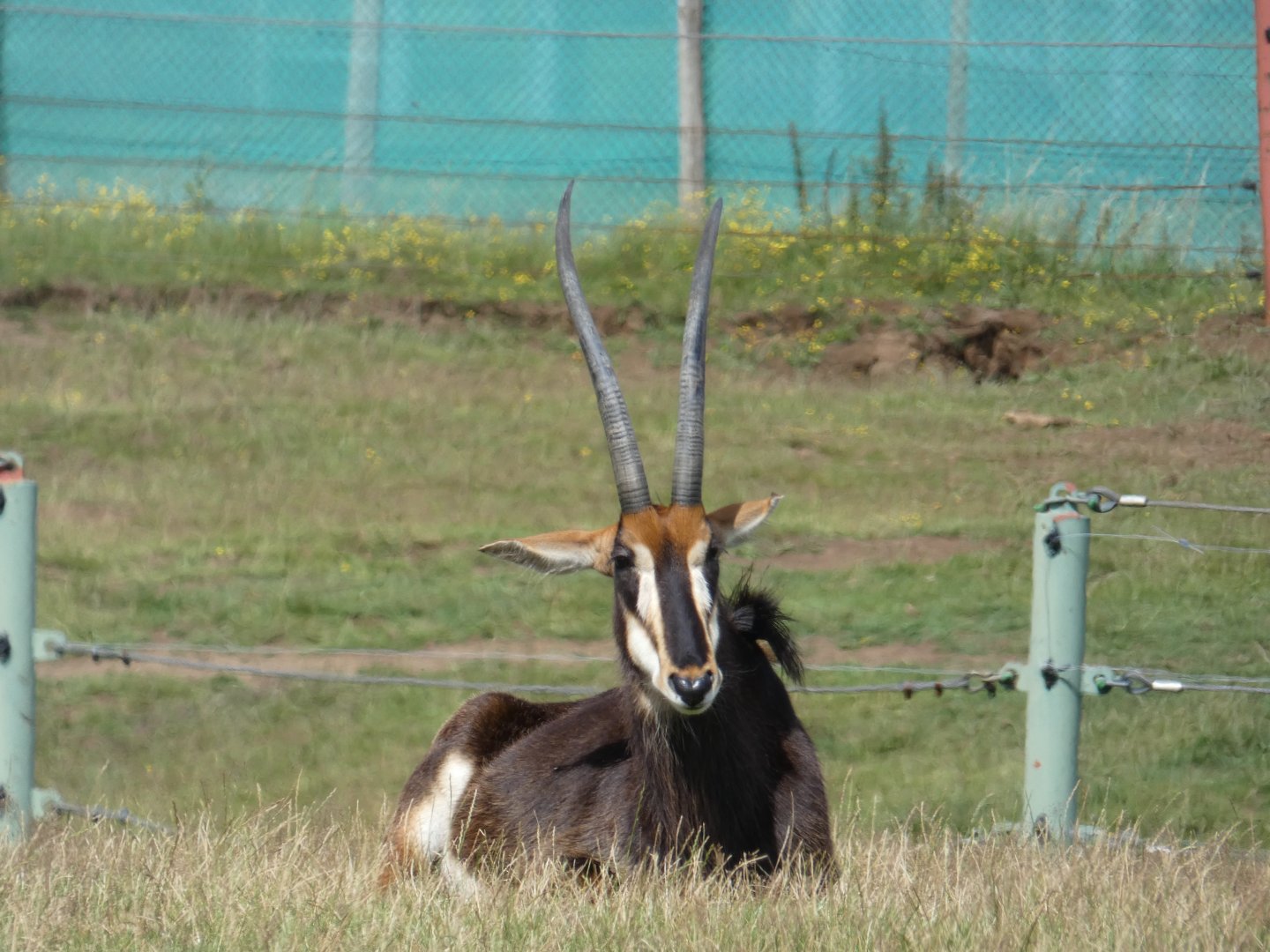 Sable Antelope