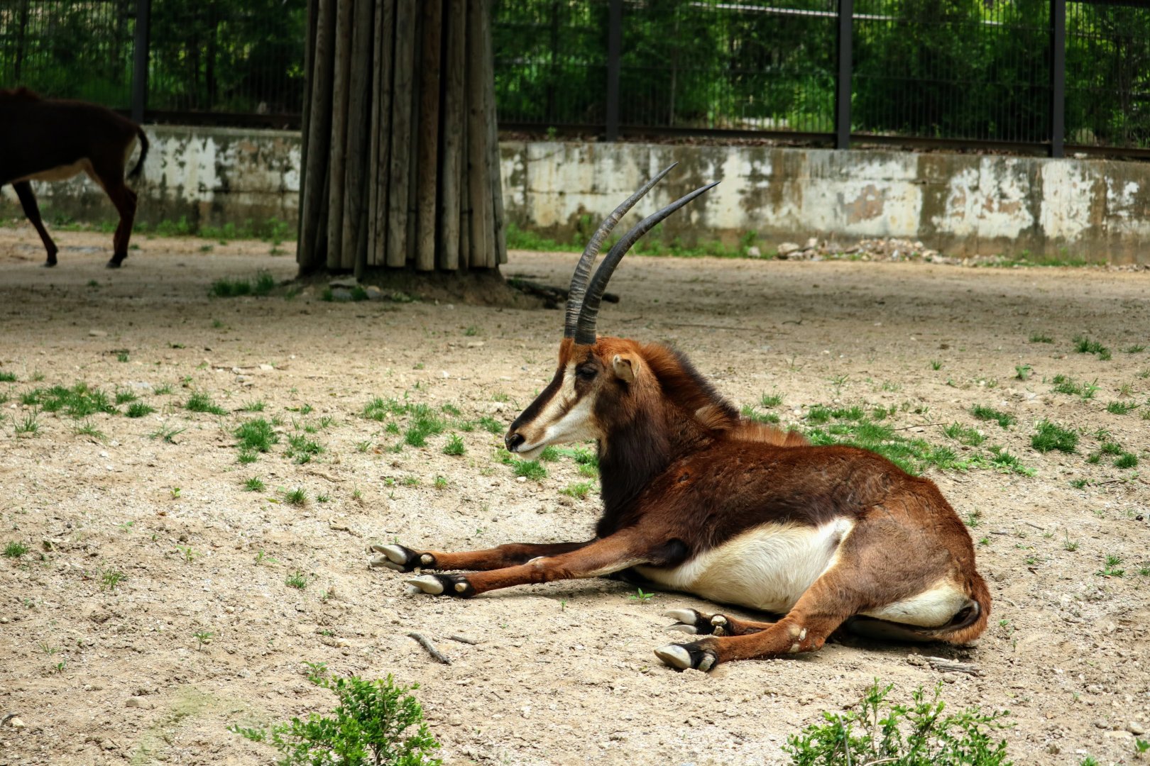 Sable Antelope