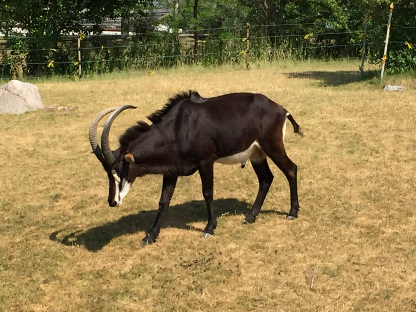 Sable Antelope