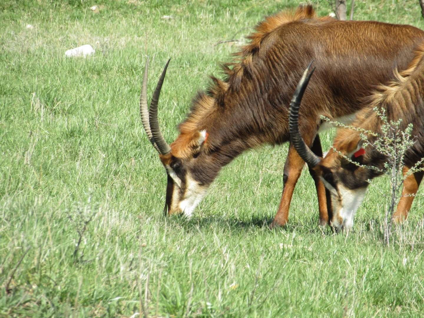 Sable Antelope